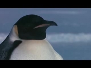 farce of the penguins (2007)